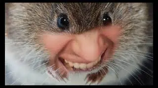 A little rat albert scream.