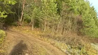 г. Тотьма лес