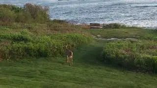 Deer