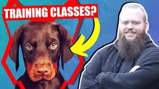 SHOULD MY DOBERMAN GO TO PUPPY TRAINING CLASSES