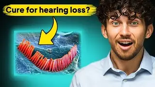 New Stanford Research Could REVERSE Hearing Loss and Tinnitus