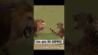 Lion gets BIG SURPRISE against Cheetah #animalshort #lion #cheetah hunt #lions #cheetah #marlonladd