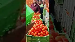 Punganur tomato MSM 8/10/2024