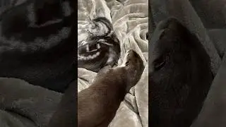 My Bed Is Occupied by Fluffies😍😍 