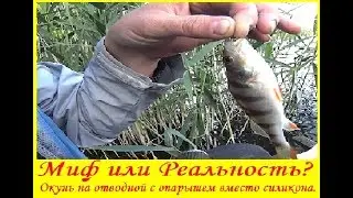 Миф или Реальность?- Окунь на отводной с опарышем вместо силикона.