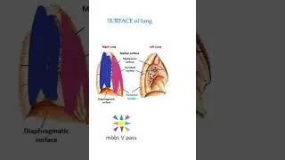 Anatomy Thorax 276 lung surfaces costal medial mediastinal vertebral viva