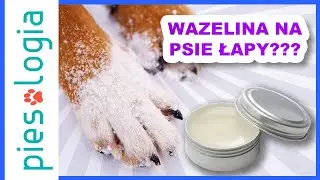 Czy wazelina jest bezpieczna dla psich łap?