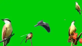 burung green screen free download