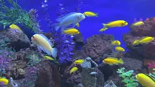 relax time with fish