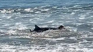 Shark Hunts Stingray on Beach Next to Families | World Wild Web
