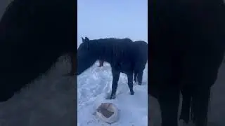 Fertilising our Volcano with oats Подкормка овсом нашего Вулкана! #вулкан #каратау #horse #the
