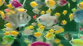 Aquarium Fish Review Breeding Review Breeding as a Hobby