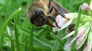 Honey Bee (Up Close) poking tongue out.