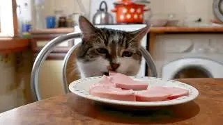 "Котовасия"
