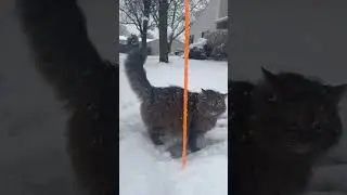 This snow cat has been waiting all year for this