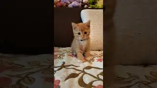 И так каждое утро! #юмор #shorts