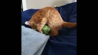 Tigger v Alligator - Round 2