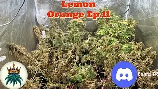 Lemon Orange Ep.11