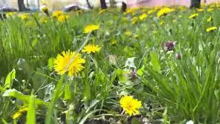 iPhone 13 camera test 4K. Brest Belarus