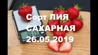 Клубника  Лия Сахарная