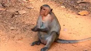 What's adult monkey Jinx look like..............? Why is Jinx monkey hairless on head.......?