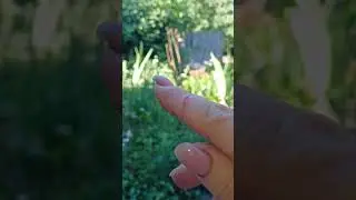 УТЯТА ПОШЛИ В РАЗНОС. ПЕРВАЯ КРОВЬ