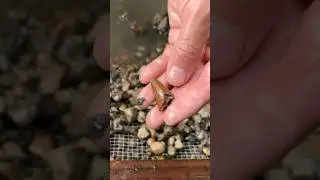 Searching For Dinosaur Teeth!