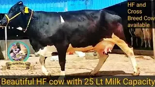 Beautiful HF Cow with 25 Lt Milk Capacity | HF and Cross Breed Cow available for buyers | SKDF |