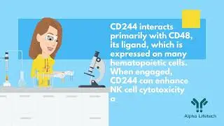 Quick Guide to CD244/2B4/SLAMF4 Targeting in 3 Minutes!