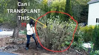 Transplanting An Old Established Lilac Shrub 💪 🌳