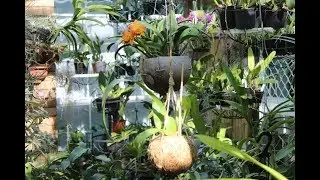 КОКЕДАМА ОРХИДЕЯ. KOKEDAMA ORCHID