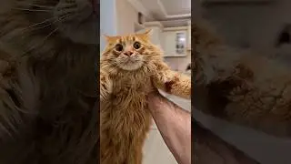 Самый милый тренд 