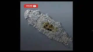 الغواصة تيتان صنع البشر وخلق الله الكائن الضعيف دب الماء