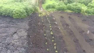 Lava Disaster Recovery Hawaii Farm