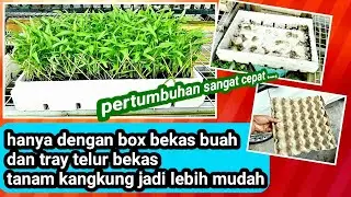 Hanya denga box bekas buah  dan tray telur bekas menanam kangkung jadi lebih mudah