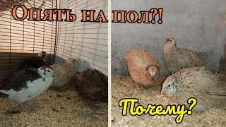 Напольное содержание перепелов самое удобное! Опять переселил своих перепелов на пол.
