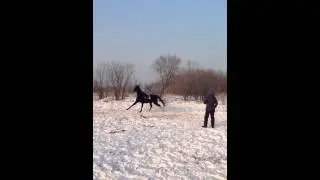работа на корде