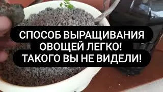 Как вырастить ОВОЩИ В АСФАЛЬТЕ Лучшее органическое удобрение