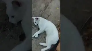 Кити кет на улице #коты