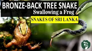 Bronze-back Tree Snake (Dendrelaphis bifrenalis) | Swallowing a Frog | World of Snakes