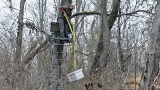 Where To Put Swarm Traps - Swarm Trapping #3