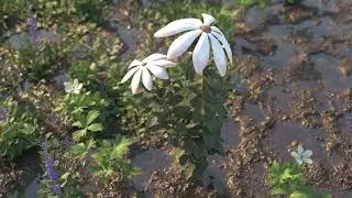 3D Flower Model Presentation