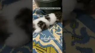 Bayi Kucing belajar Shalat #cat #catlover #cute #kucing #kucinglucu #kitten #kittens #bayikucing