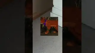 Рыба и рыж!