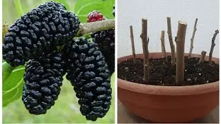 🌱Dut Çelik Köklendirme🌱