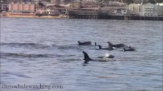 10.31.24 Humpback Whales & Risso's Dolphin