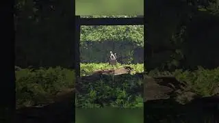Japanese Garden Timelapse