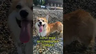 ВЕТЕРИНАРНАЯ ОШИБКА, КОТОРАЯ СТОИЛА ЖИЗНИ?? #коргипемброк