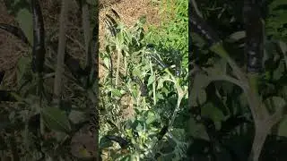 Black cobra