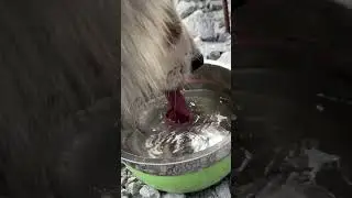 Our dog vixen drinking water  today at 11:09 am July 21 2024
